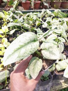 Scindapsus Exotica