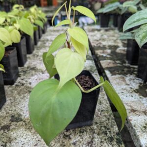 Philodendron Neon