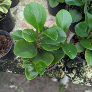 Peperomia Obtusifolia