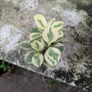 Peperomia Variegated